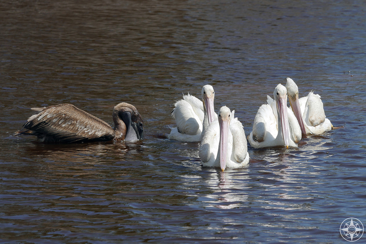 bird, Everglades National park