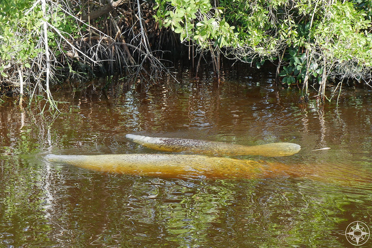 manatee, mother and calf, Flamingo, Everglades National Park