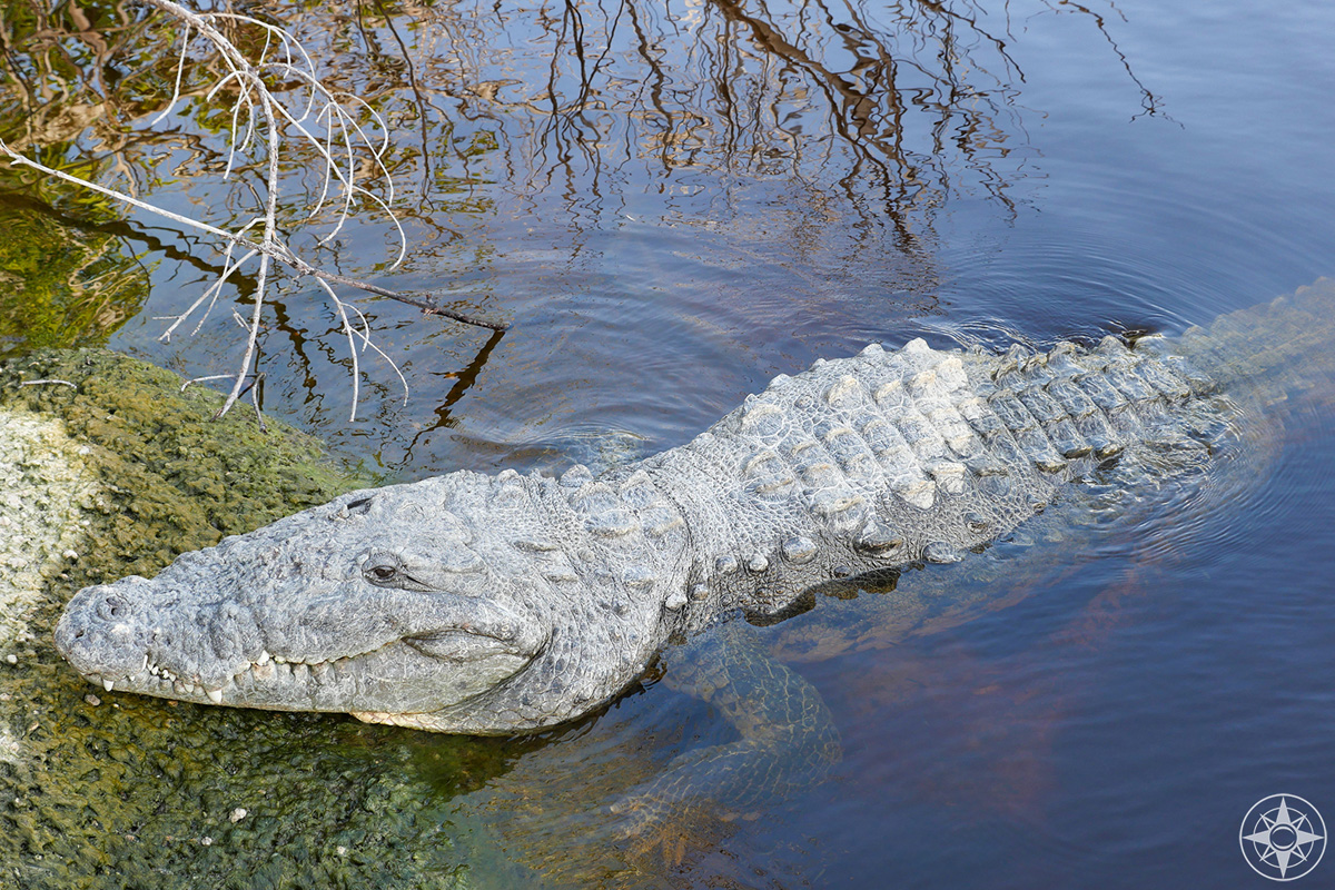 crocodile in Florida, Everglades National Park