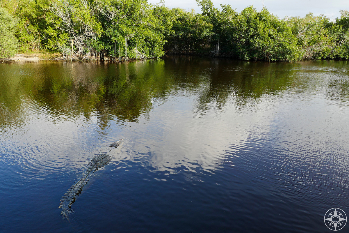 Crocodile in Flamingo, Everglades National Park