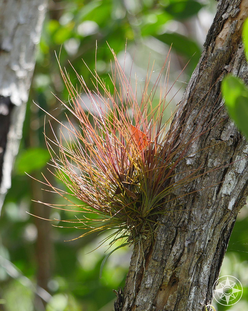 air plant, red, tree, Everglades National Park