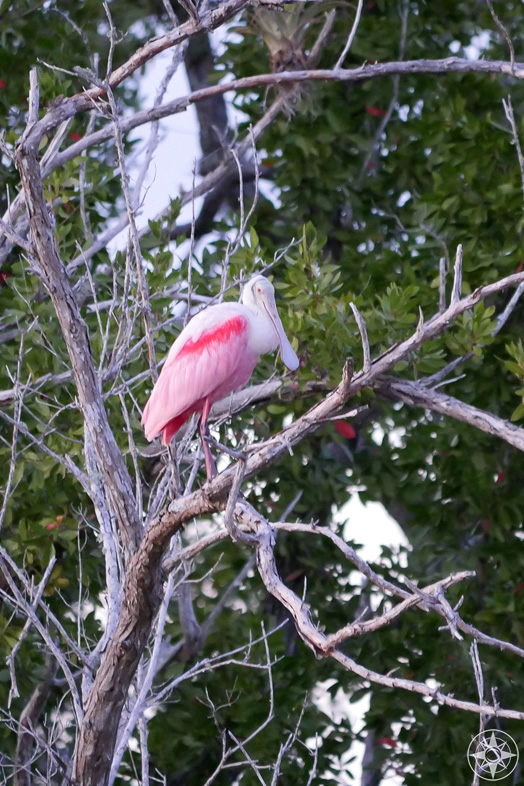 bird, Everglades National park