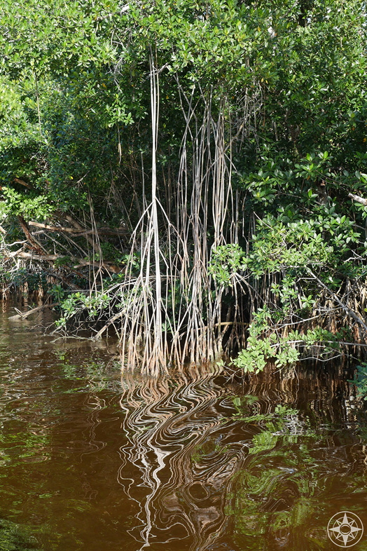 mangrove reflection, surreal, Flamingo, Everglades National Park