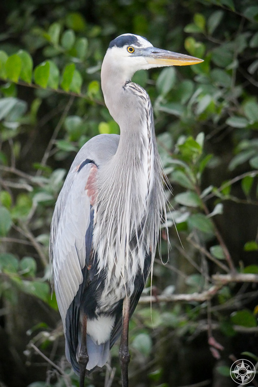 bird, great blue heron, Everglades National park